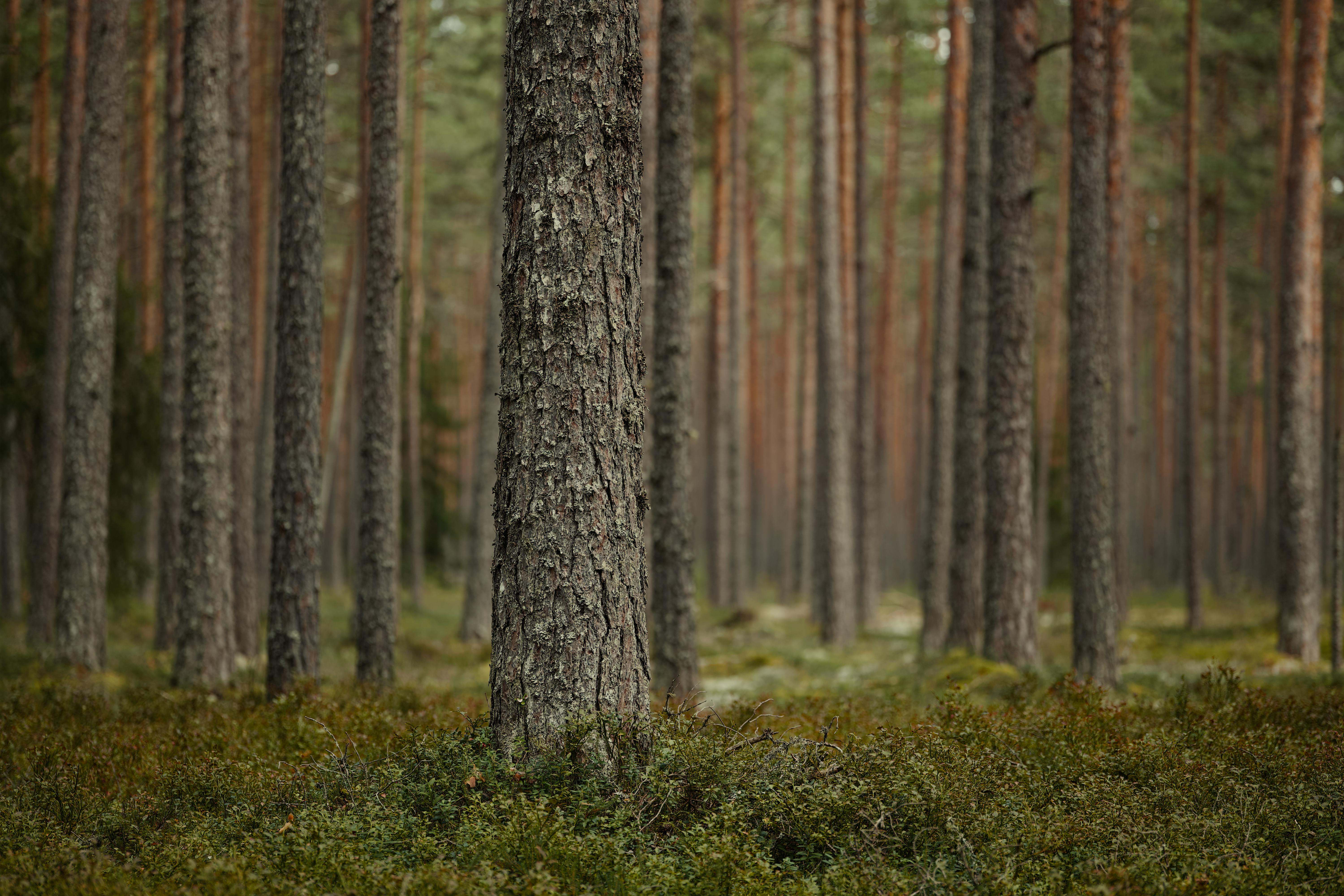 Dichter Wald mit hohen Kiefern.